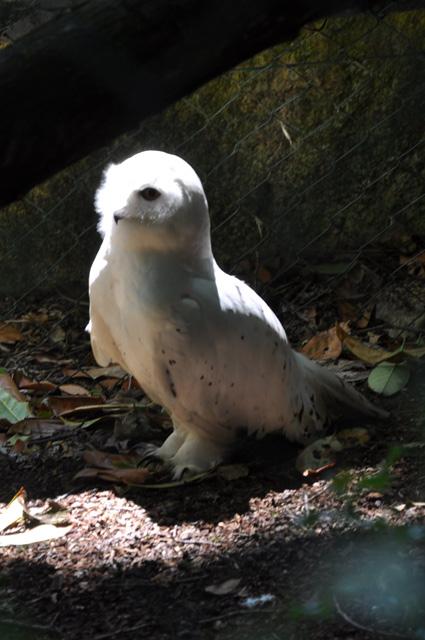 min 2013 07 06 beauval 086